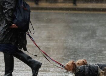 Pet Insurance Claims Climb To Record £657m | Money News | Sky News