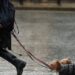 Pet Insurance Claims Climb To Record £657m | Money News | Sky News