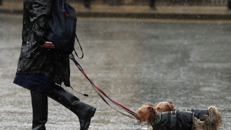 Pet Insurance Claims Climb To Record £657m | Money News | Sky News