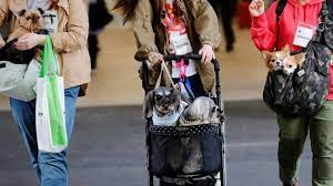 Japan insurers bet big on country's 5m pet policy market - Nikkei Asia