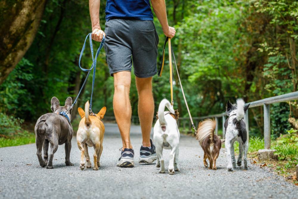 Tudo que você precisa saber sobre passeador de cães | Dog Life